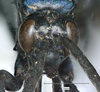 Media type: image;   Entomology 27349 Aspect: head frontal view